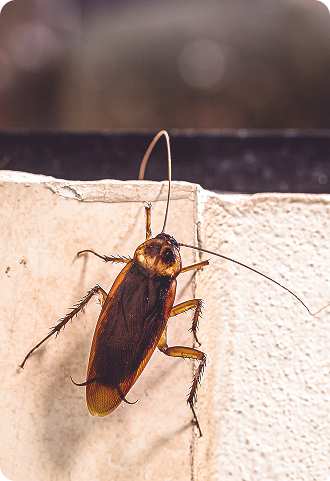 Fumigación y Eliminación de Cucarachas