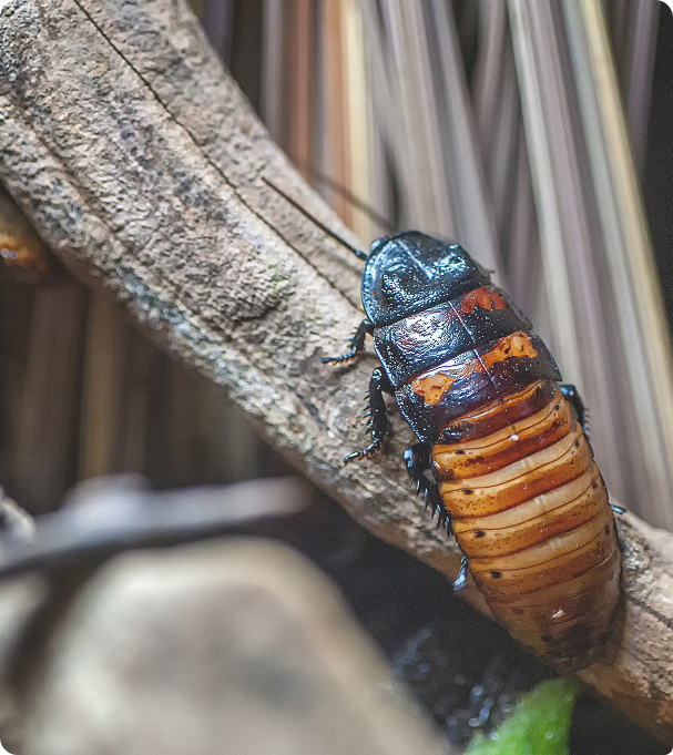 eliminacion de cucarachas