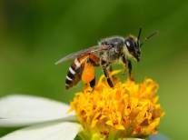 eliminar abejas en Jerez