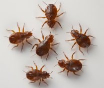 Empresa para Eliminar Chinches en Jerez | Plagas Jerez