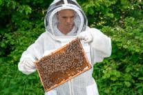 tratamiento para el control de abejas en Jerez