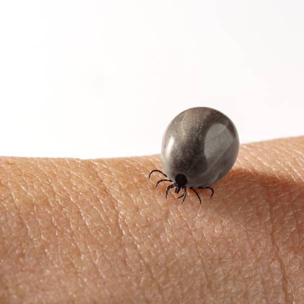 Consecuencias de una infestación de garrapatas