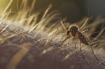 fumigar y eliminar mosquitos