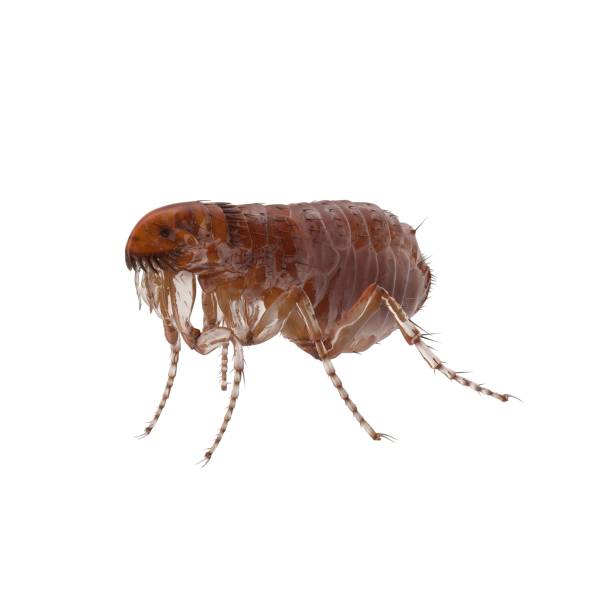 eliminar pulga marron