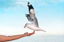 ahuyentando gaviota