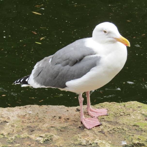 ahuyentar gaviota