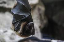 ahuyentar murcielagos