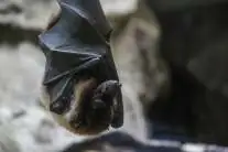 ahuyentar murcielagos