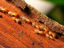 identificacion de termitas de madera