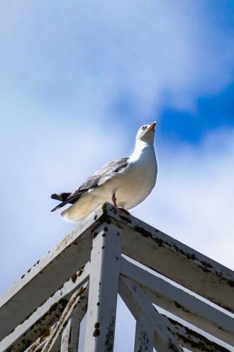 ¿Sabes si necesitas una empresa para ahuyentar gaviotas en Jerez_